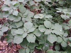 Pachysandra procumbens