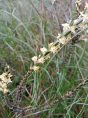 Struthiola fasciata