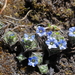 Gentiana albicalyx - Photo (c) Suresh Ghimire, alguns direitos reservados (CC BY-NC), uploaded by Suresh Ghimire