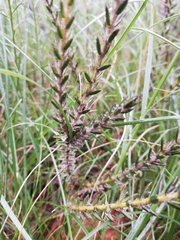 Struthiola fasciata