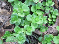 Sedum rhodocarpum