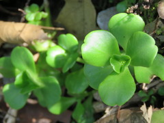 Sedum rhodocarpum