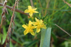 Hypericum galioides