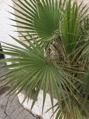 Chamaerops humilis