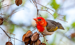 Red-Headed Weaver photo 4