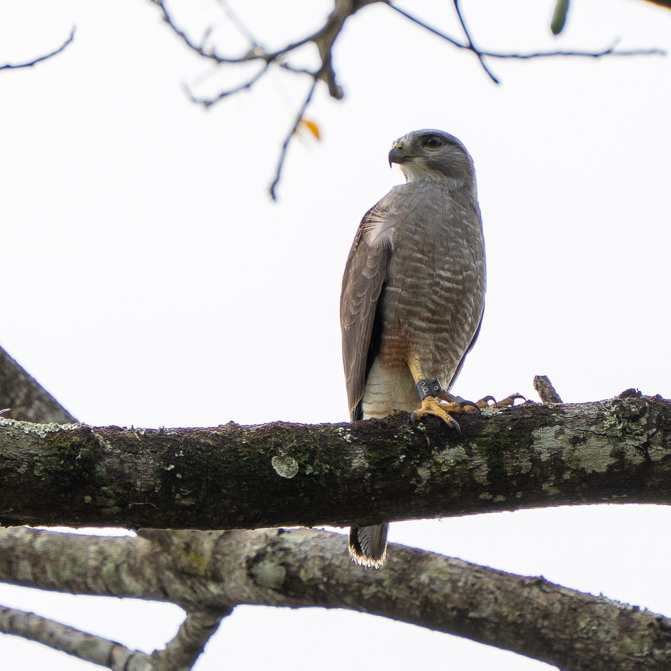 Ridgway's Hawk (Buteo ridgwayi), photo 6