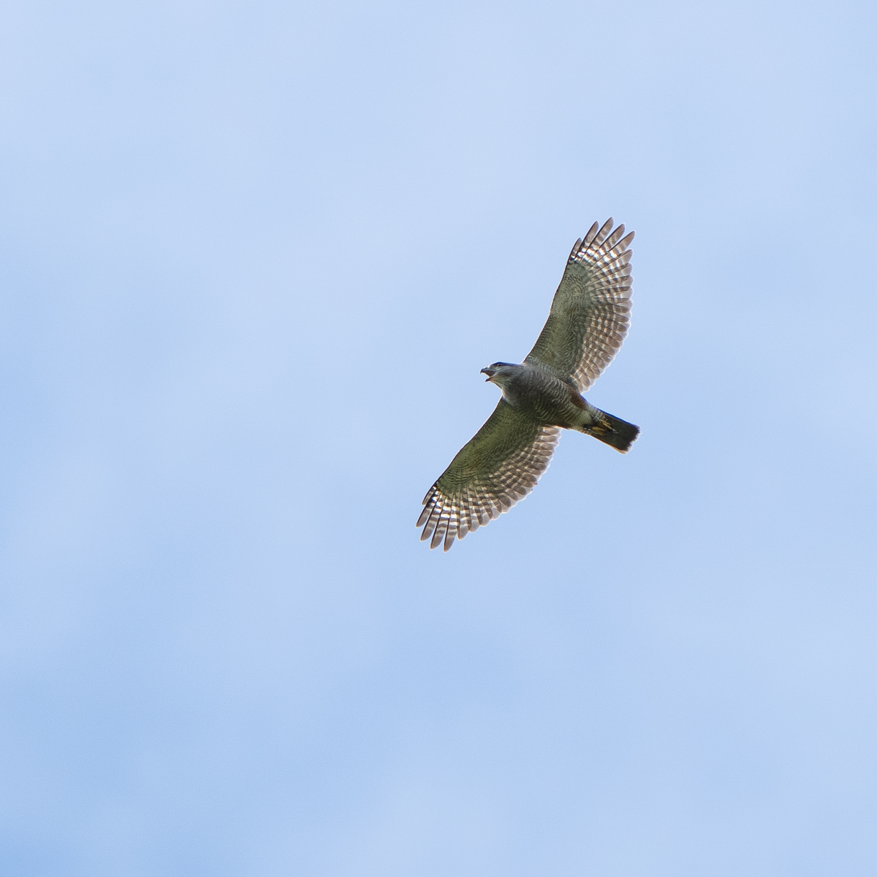 Ridgway's Hawk (Buteo ridgwayi), photo 7