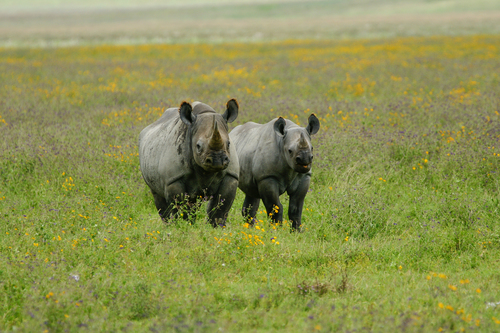 Rhinoceros