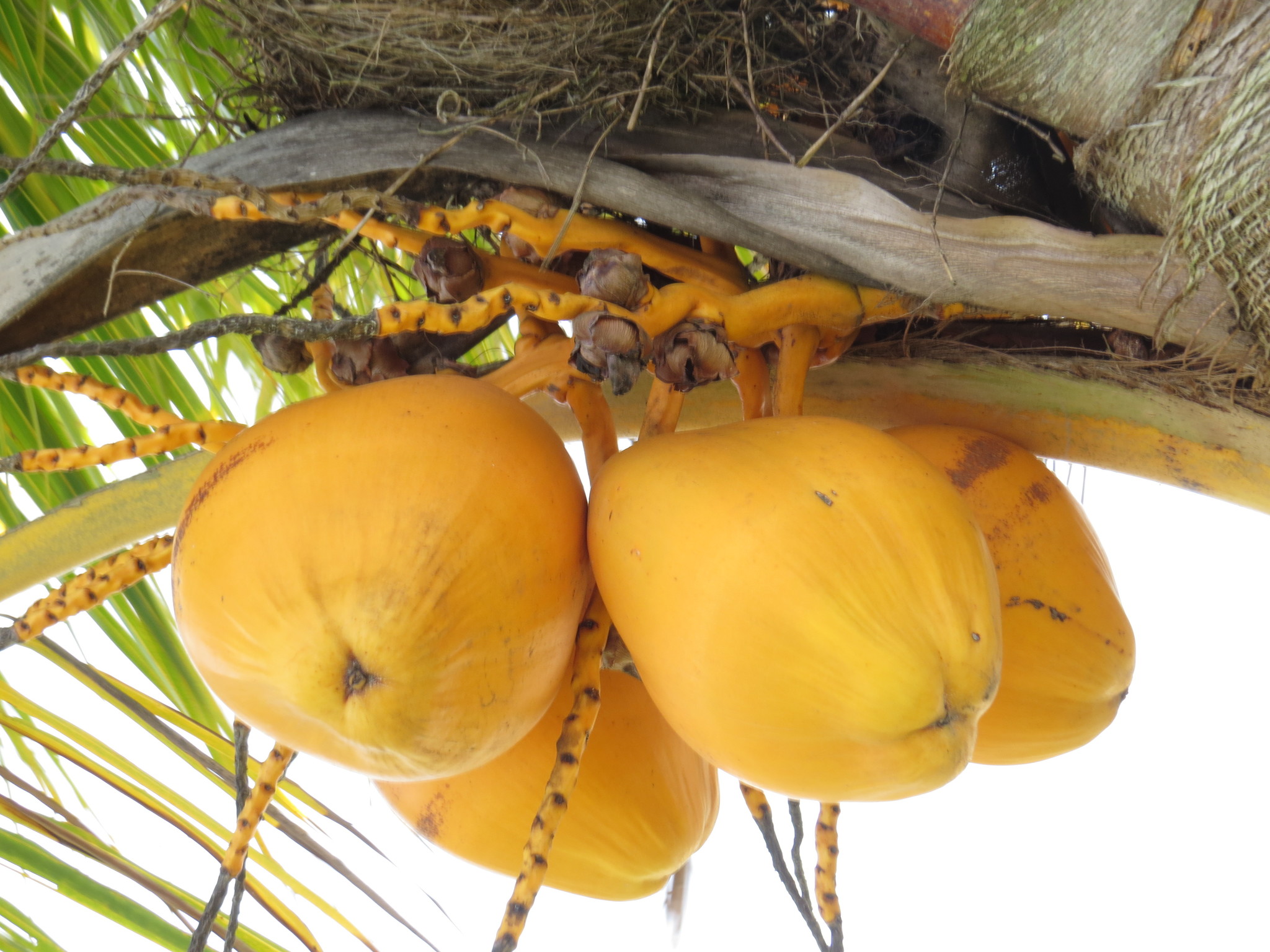Cocos nucifera