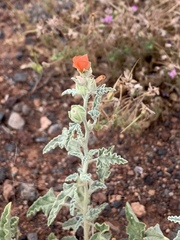 Sphaeralcea hastulata