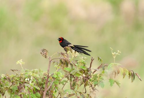 Red-cowled Widowbird (Euplectes laticauda), photo 5