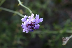 Glandularia lilacina