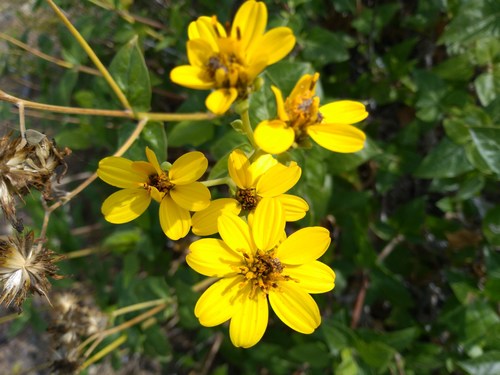 Verbesina hastata