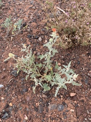 Sphaeralcea hastulata