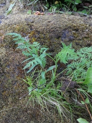 Conioselinum tataricum