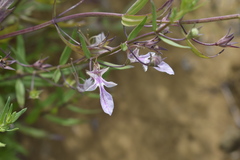 Teucrium glandulosum