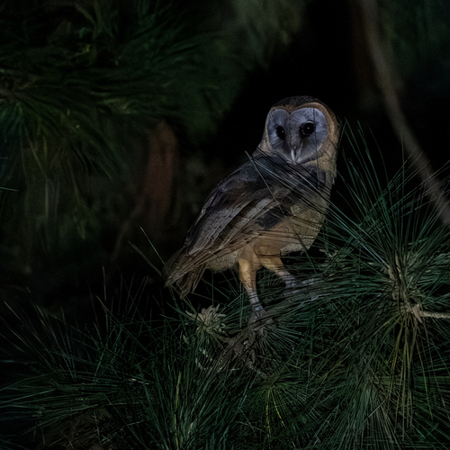 Ashy-faced Owl (Tyto glaucops), photo 3