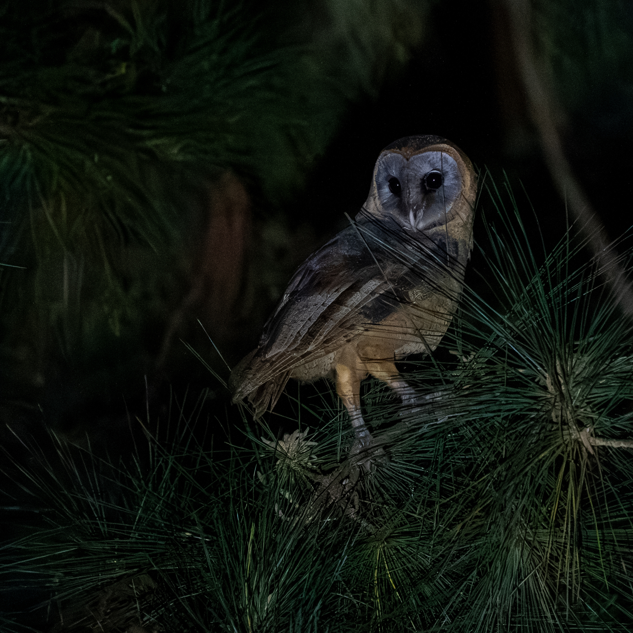 Ashy-faced Owl (Tyto glaucops), photo 4