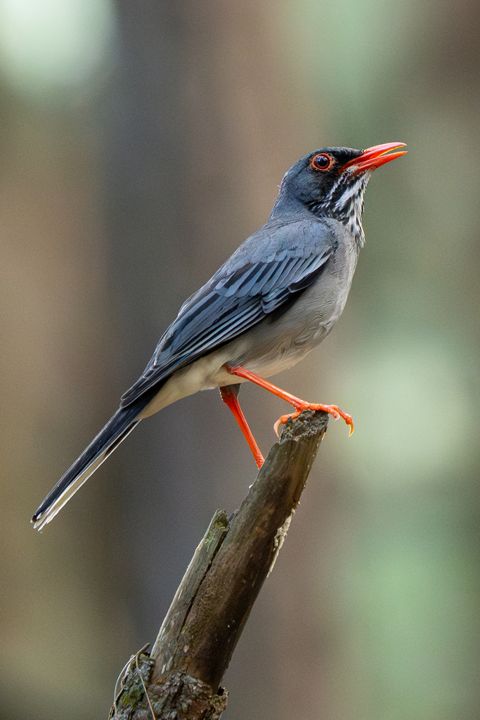 Eastern Red-legged Thrush photo