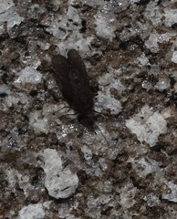 Annulipalpia