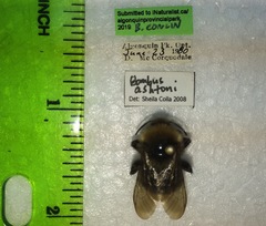 Bombus ashtoni