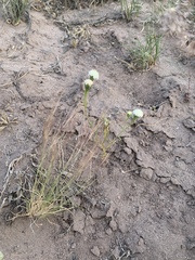 Chaenactis stevioides