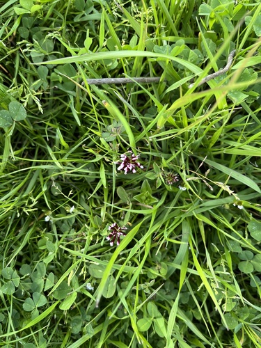 iNaturalist observation photo of white-tipped clover