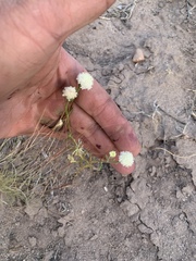 Chaenactis stevioides