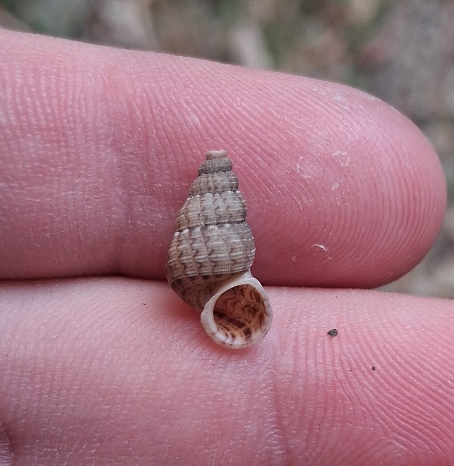Parachondria lineolata
