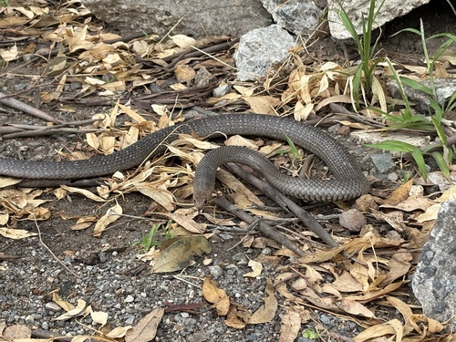 Eastern Brown Snake sighting