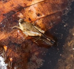 Paratettix cucullatus