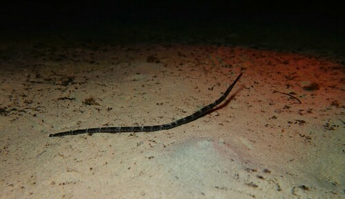 Knifesnout pipefish (Hypselognathus rostratus) — Syngnathidae — 4