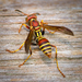 Hunter's Little Paper Wasp - Photo (c) Fitz Clarke, some rights reserved (CC BY-NC), uploaded by Fitz Clarke