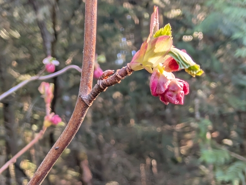 Ribes sanguineum