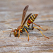 Fuscatus-group Paper Wasps - Photo (c) Fitz Clarke, some rights reserved (CC BY-NC), uploaded by Fitz Clarke