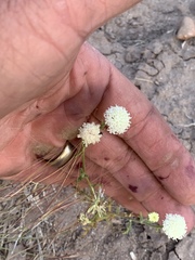 Chaenactis stevioides