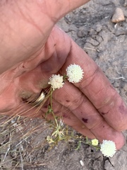 Chaenactis stevioides