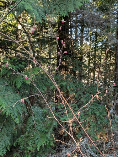 Ribes sanguineum