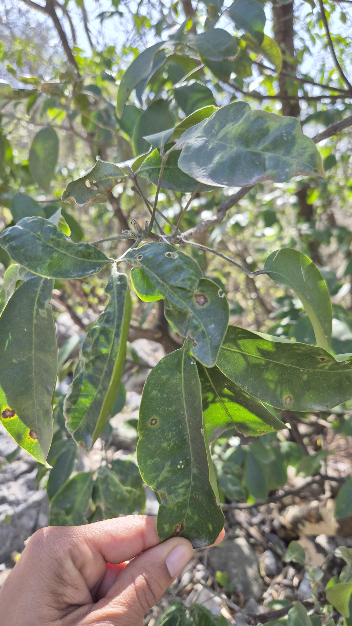 Imagem de Fruta-de-pombo