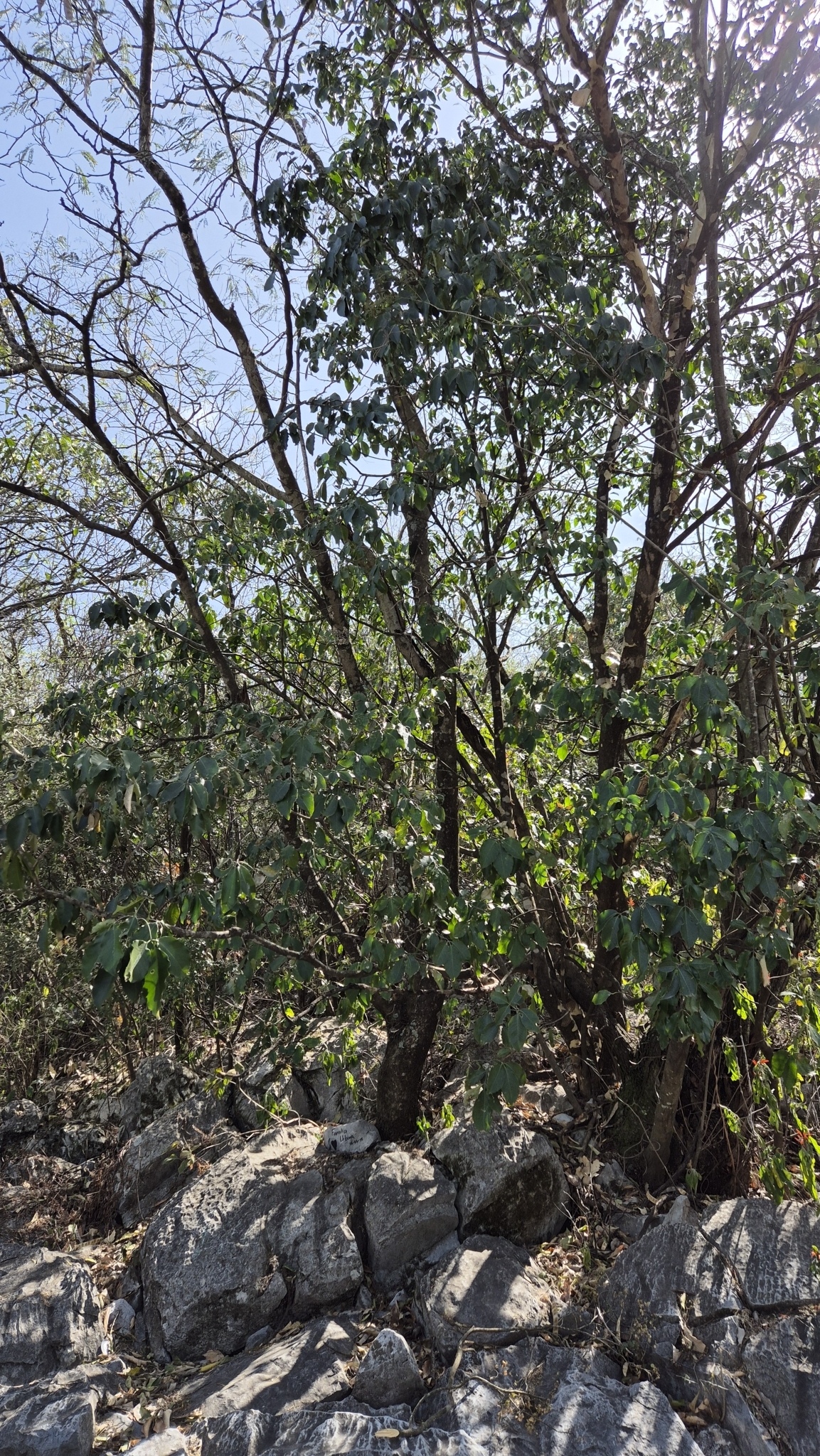 Imagem de Fruta-de-pombo