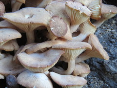 Desarmillaria caespitosa image