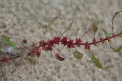Rumex ucranicus