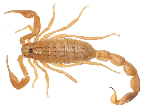 Olivierus caucasicus