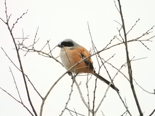 Long-tailed Shrike