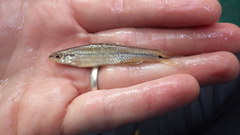 Notropis atrocaudalis