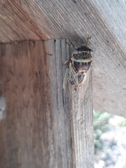 Diceroprocta viridifascia