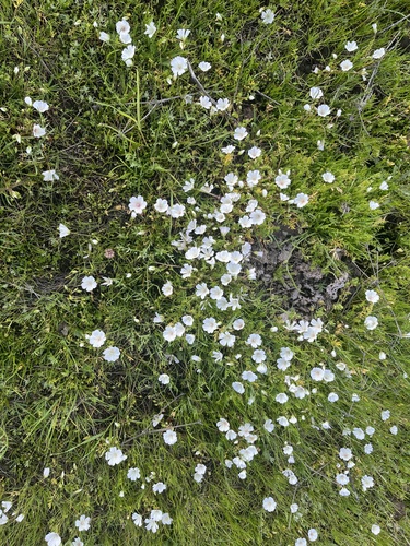 iNaturalist observation photo of white meadowfoam