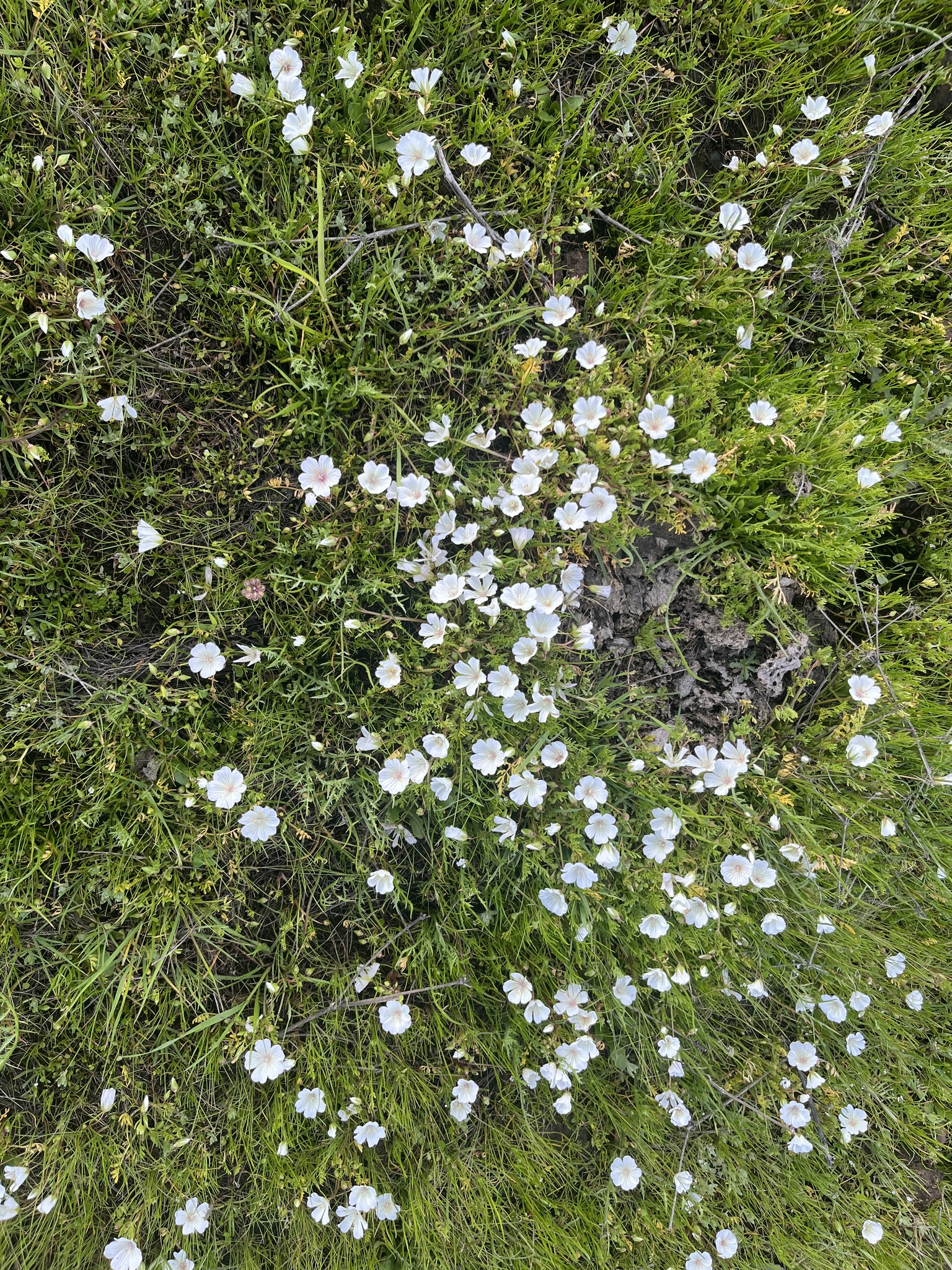 Imagem de Meadowfoam