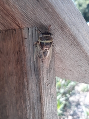 Diceroprocta viridifascia