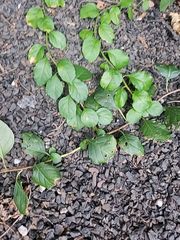 Celastrus orbiculatus